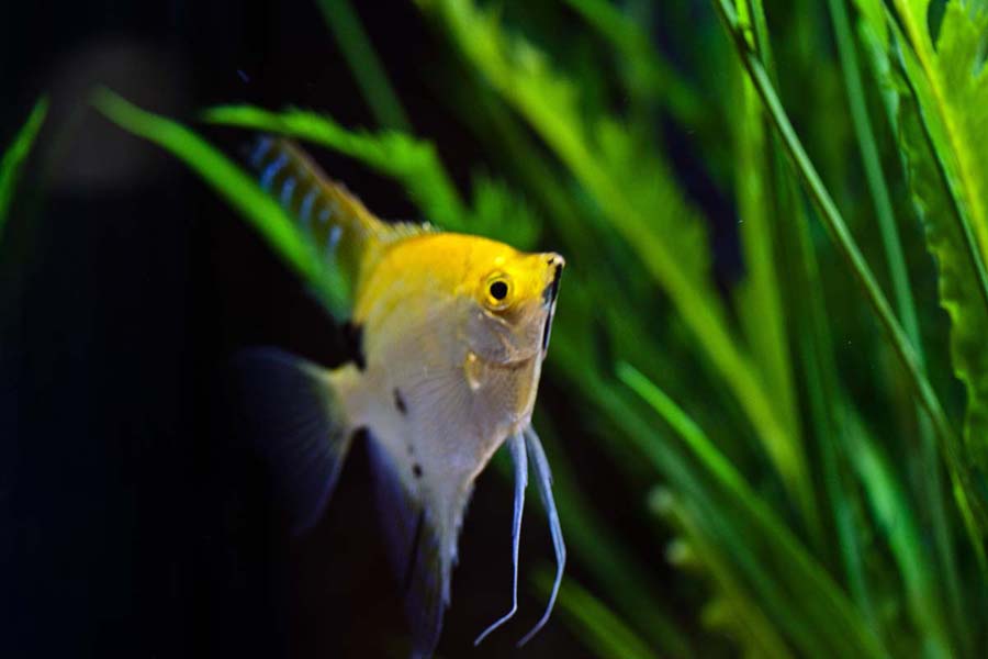 Angelfish